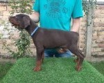 Doberman 